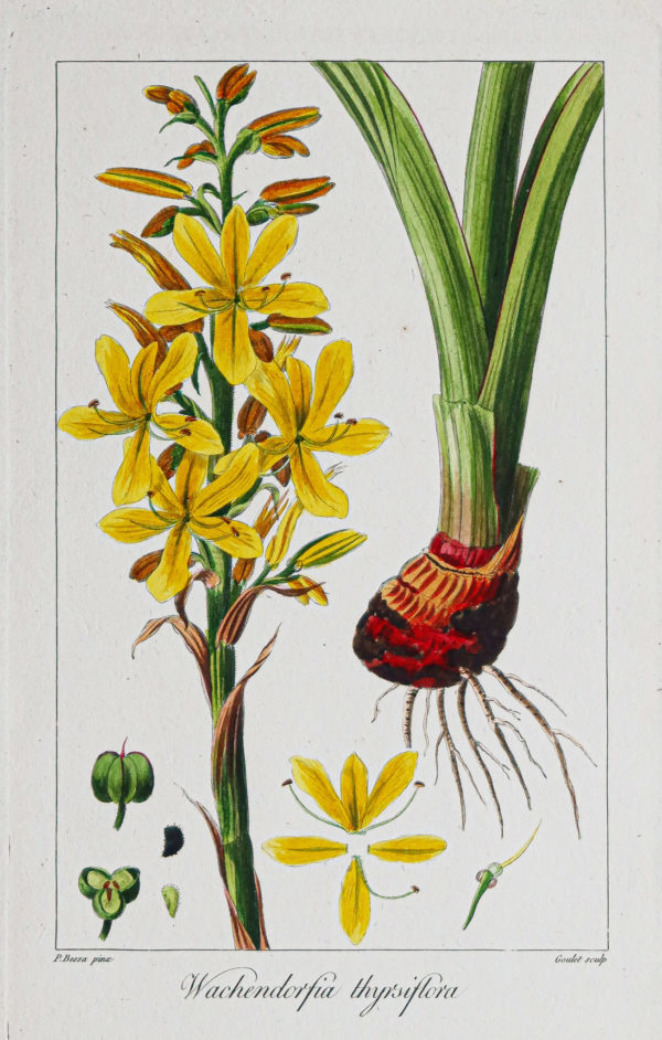 Gravure ancienne - Botanique