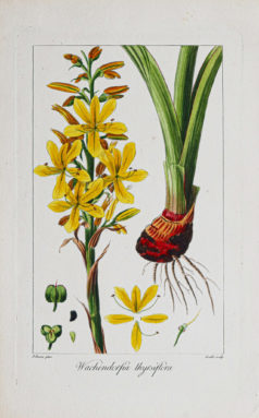 Gravure ancienne - Botanique