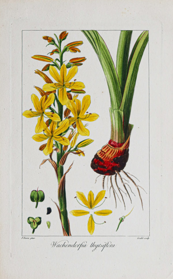 Gravure ancienne - Botanique