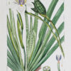 Gravure ancienne - Botanique