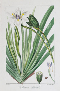 Gravure ancienne - Botanique