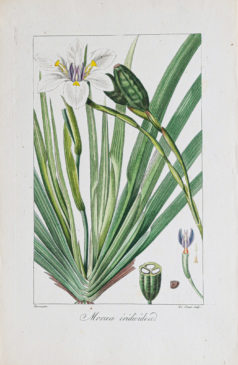 Gravure ancienne - Botanique