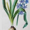 Gravure ancienne - Botanique - Jacinthe