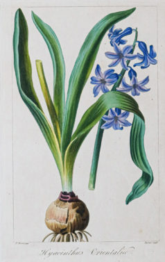Gravure ancienne - Botanique - Jacinthe
