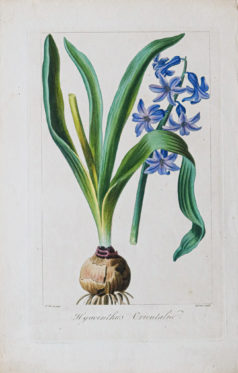 Gravure ancienne - Botanique - Jacinthe