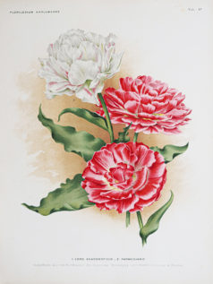 Lithographie ancienne - Fleurs - Botanique