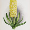 Lithographie ancienne - Fleurs - Botanique