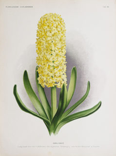 Lithographie ancienne - Fleurs - Botanique