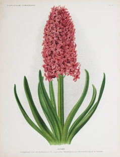 Lithographie ancienne - Fleurs - Botanique