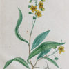 Gravure ancienne de Botanique