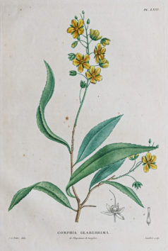 Gravure ancienne de Botanique