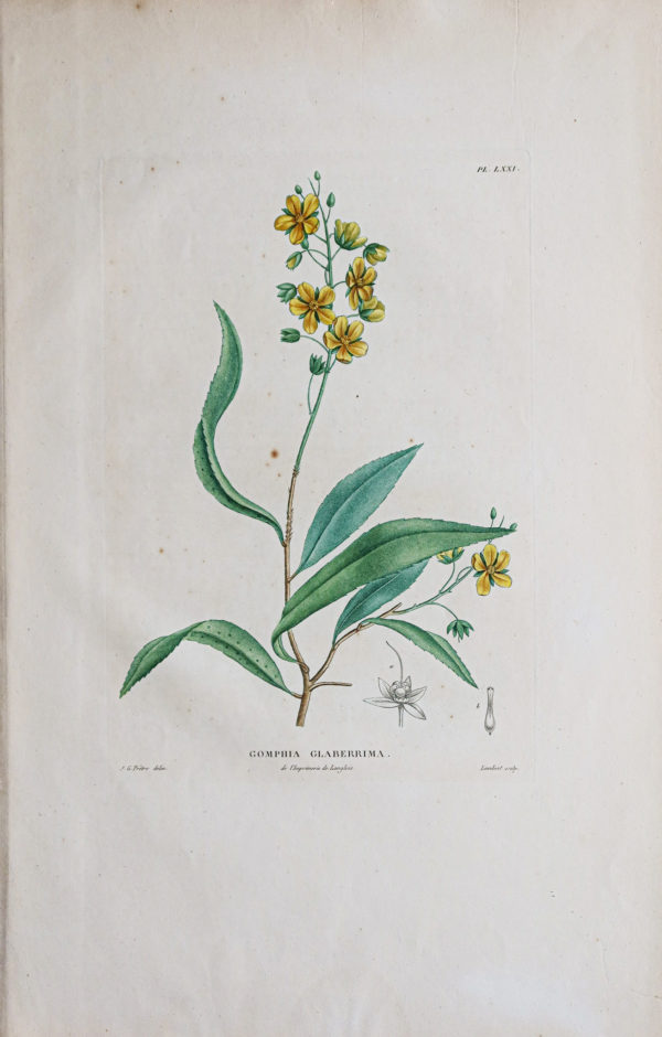 Gravure ancienne de Botanique