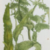 Fruits et Légumes - Gravure ancienne - Sonchus - Laiteron