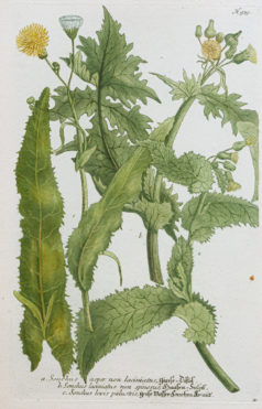 Fruits et Légumes - Gravure ancienne - Sonchus - Laiteron