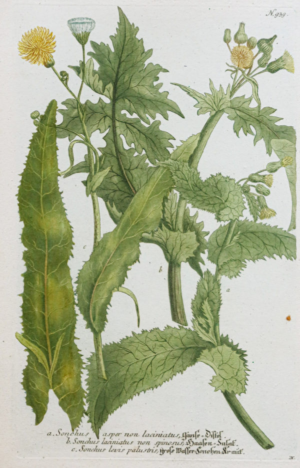 Fruits et Légumes - Gravure ancienne - Sonchus - Laiteron