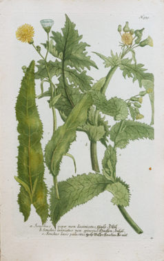 Fruits et Légumes - Gravure ancienne - Sonchus - Laiteron