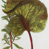 Fruits et Légumes - Gravure ancienne - Rhubarbe - Poirée