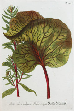 Fruits et Légumes - Gravure ancienne - Rhubarbe - Poirée