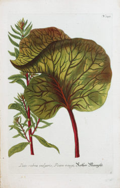 Fruits et Légumes - Gravure ancienne - Rhubarbe - Poirée