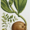 Fruits et Légumes - Gravure ancienne - Noix de Coco