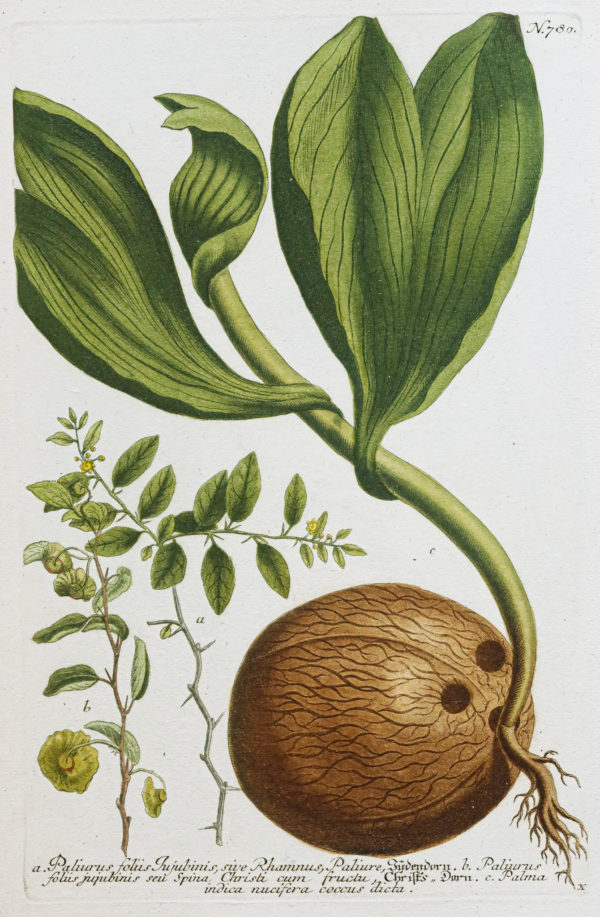 Fruits et Légumes - Gravure ancienne - Noix de Coco