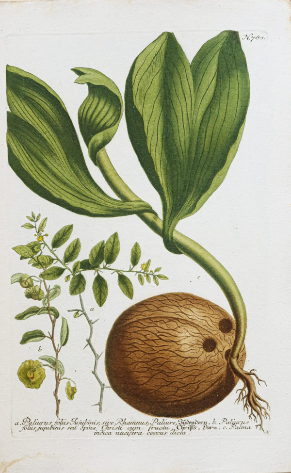 Fruits et Légumes - Gravure ancienne - Noix de Coco