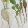 Fruits et Légumes - Gravure ancienne - Radis