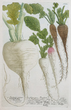 Fruits et Légumes - Gravure ancienne - Radis