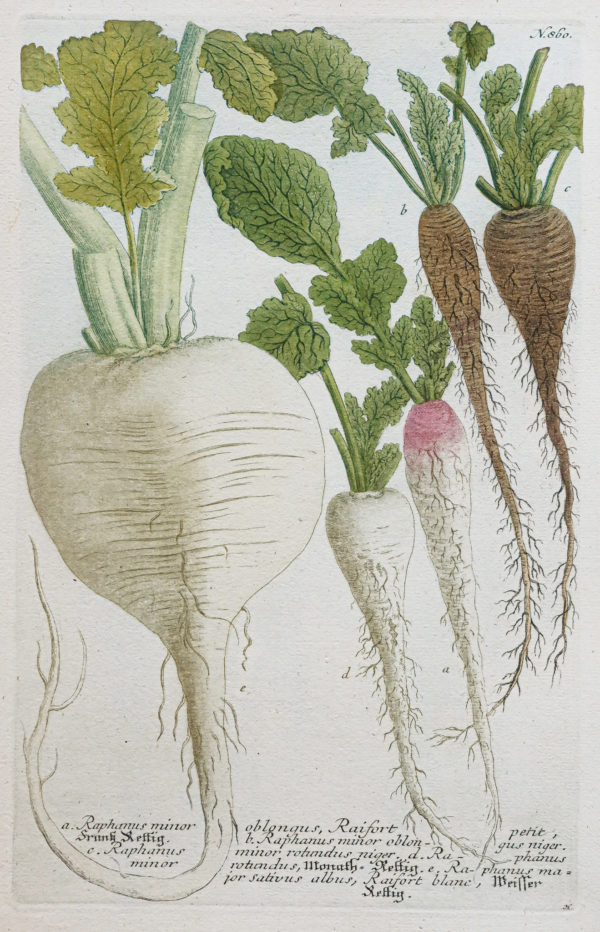 Fruits et Légumes - Gravure ancienne - Radis
