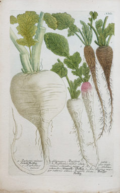 Fruits et Légumes - Gravure ancienne - Radis