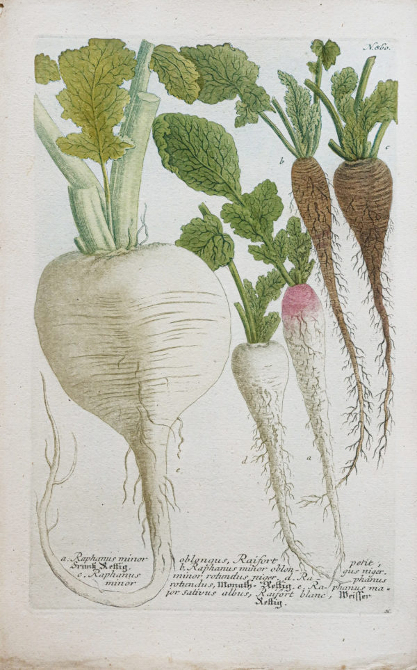 Fruits et Légumes - Gravure ancienne - Radis