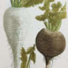 Fruits et Légumes - Gravure ancienne - Radis