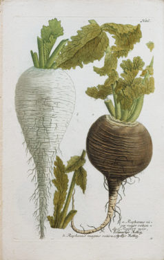 Fruits et Légumes - Gravure ancienne - Radis