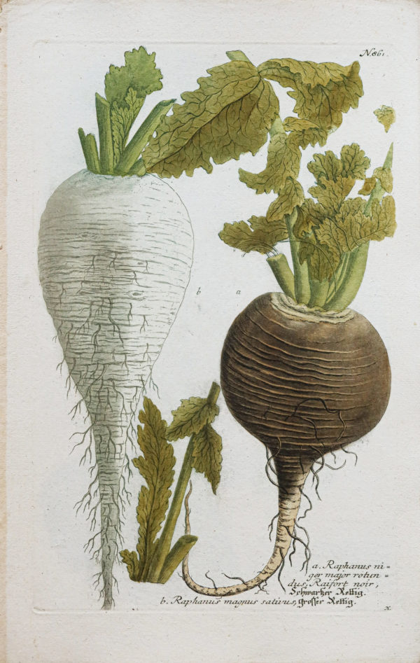 Fruits et Légumes - Gravure ancienne - Radis