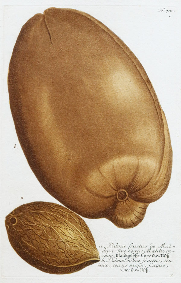 Fruits et Légumes - Gravure ancienne - Noix de Coco