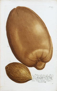 Fruits et Légumes - Gravure ancienne - Noix de Coco