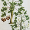 Fruits et Légumes - Gravure ancienne - Papaya