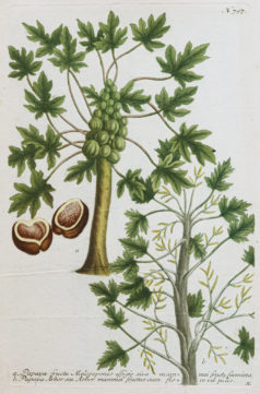 Fruits et Légumes - Gravure ancienne - Papaya