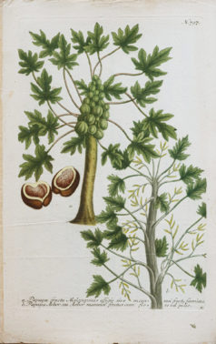 Fruits et Légumes - Gravure ancienne - Papaya