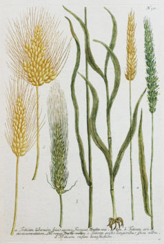 Gravure ancienne - Blé