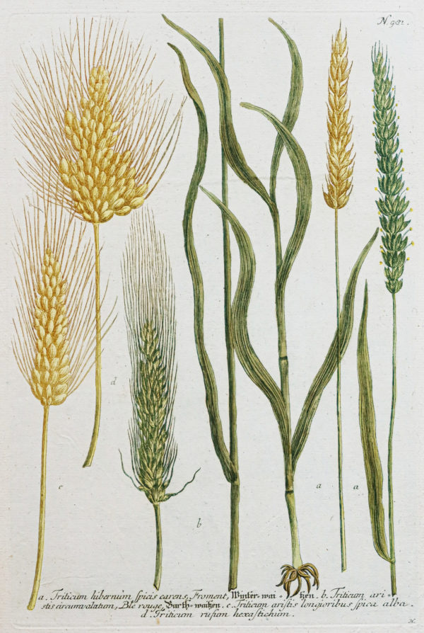Gravure ancienne - Blé