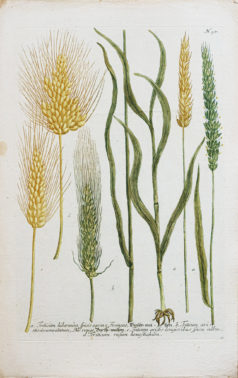 Gravure ancienne - Blé