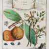 Botanique - Vanille