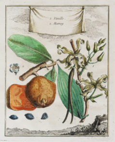 Botanique - Vanille
