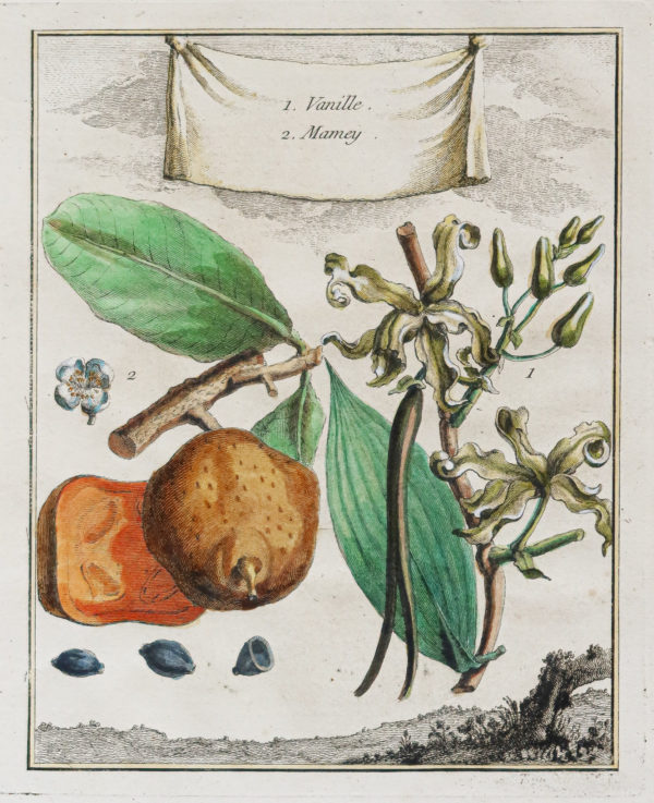 Botanique - Vanille