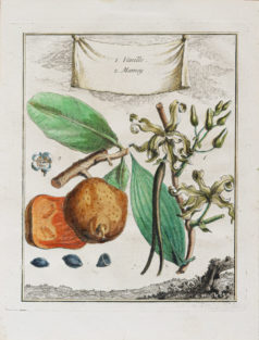 Botanique - Vanille