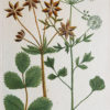 Fruits et Légumes - Gravure ancienne - Anis