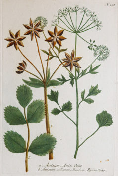 Fruits et Légumes - Gravure ancienne - Anis