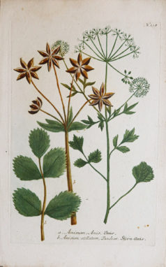Fruits et Légumes - Gravure ancienne - Anis