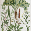 Fruits et Légumes - Gravure ancienne - Laitue